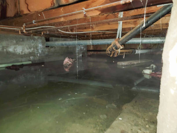 Best Water damage restoration mold remediation  in Brielle, NJ