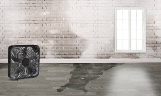 Best Water damage cleanup near me  in Brielle, NJ